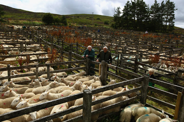 Lairg lambs: Farmers Gather For The Largest Lamb Sale In Europe