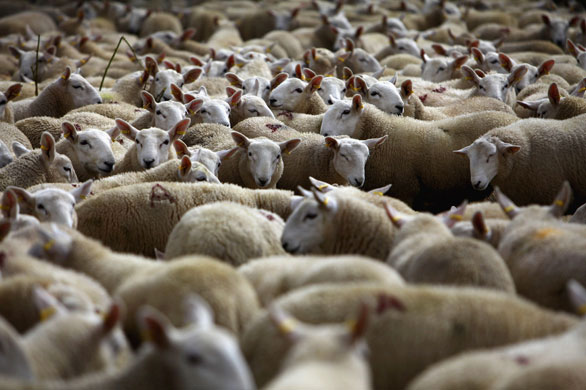 Lairg lambs: Farmers Gather For The Largest Lamb Sale In Europe