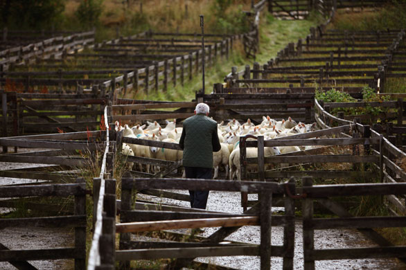 Lairg lambs: Farmers Gather For The Largest Lamb Sale In Europe