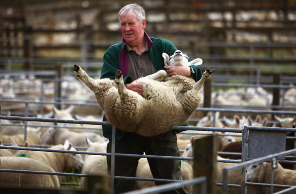 Lairg lambs: Farmers Gather For The Largest Lamb Sale In Europe