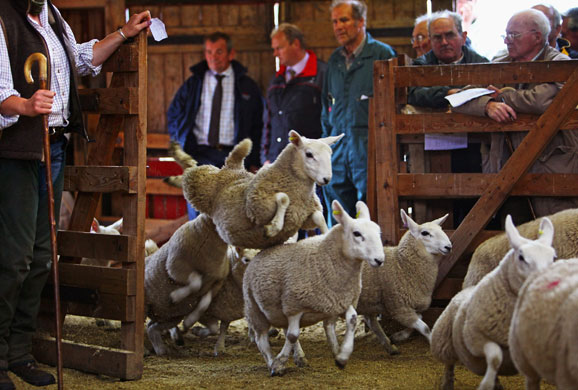 Lairg lambs: Farmers Gather For The Largest Lamb Sale In Europe