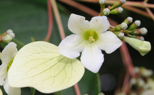 Week in wildlife: Emmenopterys henryi tree, originally from the Chinese forests, Belgium