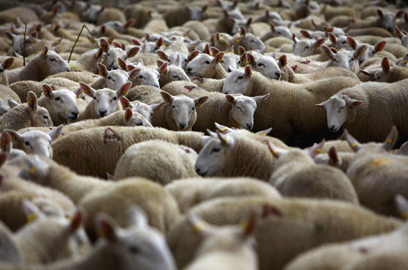 13 August 2009: Lairg, UK: Lambs for sale at the biggest one-day livestock market in Europe