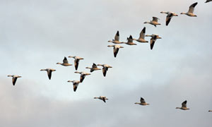 Leo Blog: Snow geese flying in formation