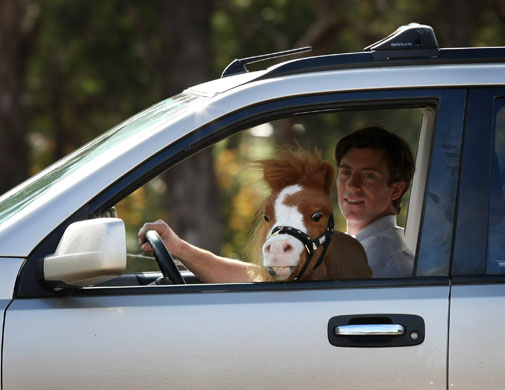 Silly season 2009: Koda the dwarf American miniature horse rides in the front passenger seat
