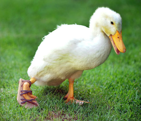 Silly season 2009: Two-month-old Lucky the duckling with her specially-made sandal.