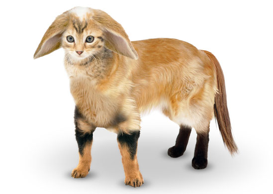 Silly season 2009: The nation's perfect pet, the 'Equicanigattus'.