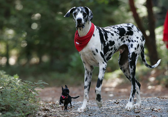 Silly season 2009: Gibson, the world's tallest dog, died after a battle with bone cancer