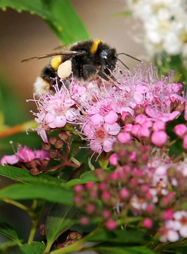 Silly season 2009: A bee in a garden in Clapham