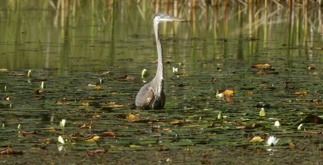 Week in wildlife: Great Blue Heron East Montpelier