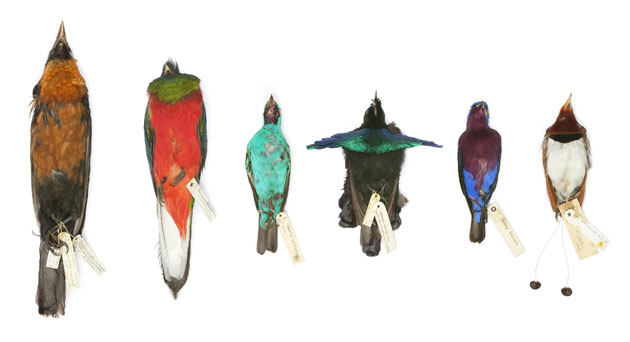 Week in wildlife: Rare tropical birdskins