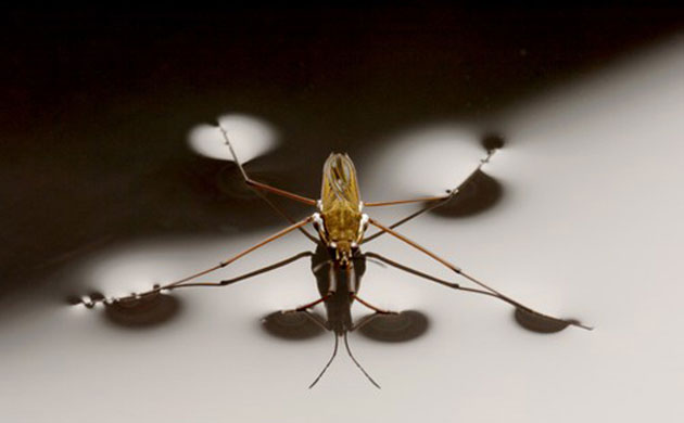 Week in wildlife: A pond skater, Gerris lacustris at Kew