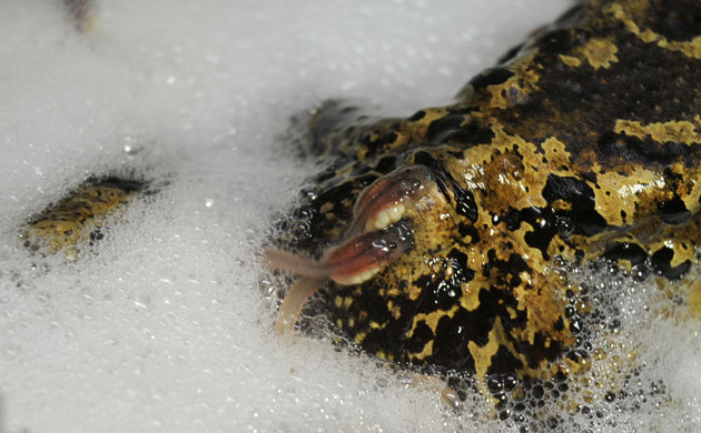 Week in wildlife: Mountain chicken frog