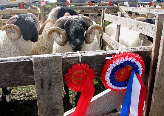 In Pictures: Success: Ange Andrassy