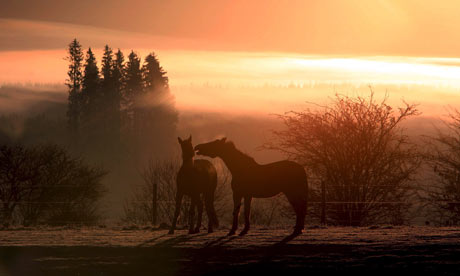 Horses at sunrise