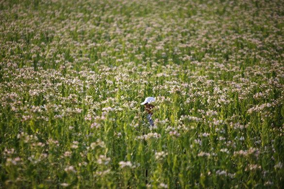14 August 2009: Gluhar, Bulgaria: A man works in a tobacco field