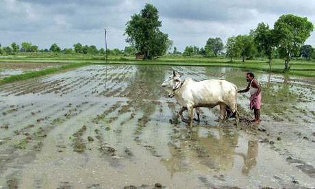 A farmer ploughs his field as UN warns of Asia food crisis