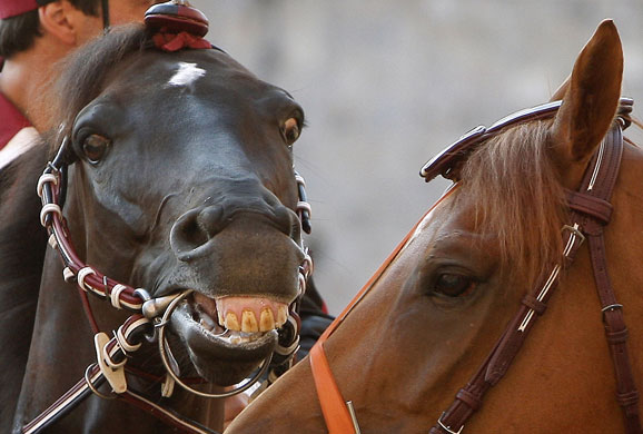 24 hours in pictures: Siena, Italy: Horses during a practice on the eve of the Palio horse race 