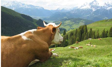 Alpine cow