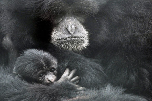 18 August 2009: Wraxall, UK: Sultana, a six-week-old Siamang gibbon