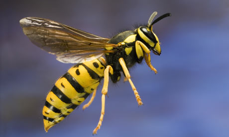 A Wasp Sting