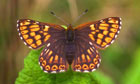 how to make butterfly cutouts