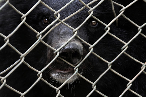 24 hours in pictures: Dachigam, India: A bear is seen in an enclosure at a wildlife sanctuary