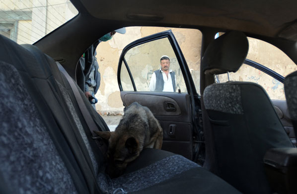 Afghanistan election: Kabul: A sniffer dog searches a car at a police checkpoint  