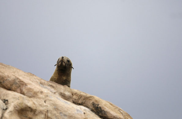 week in wildlife: A South American Fur Seal rests on a rock on the Isla de Lobos