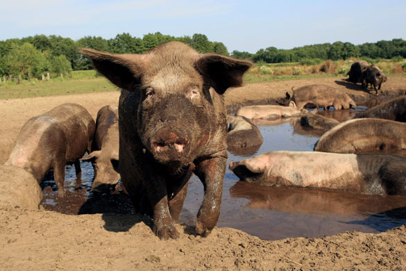 week in wildlife: Pigs in a mud pool in Kleringen Netherlands