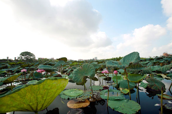 week in wildlife: Vietnam lotus season