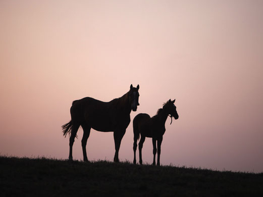 week in wildlife: A foal walks with his mother in Turkey 