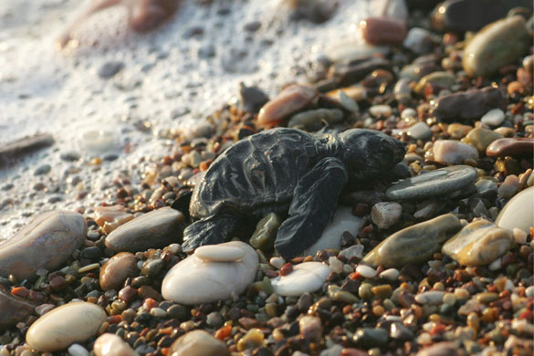 week in wildlife: A newborn caretta-caretta sea turtle 
