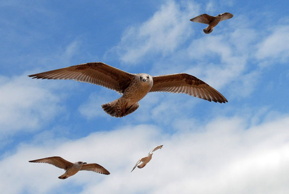 week in wildlife: Seagulls scavenge for food