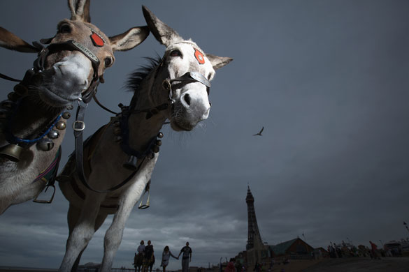 20 August 2009: Blackpool, UK: Donkeys in the gloom on Blackpool beach