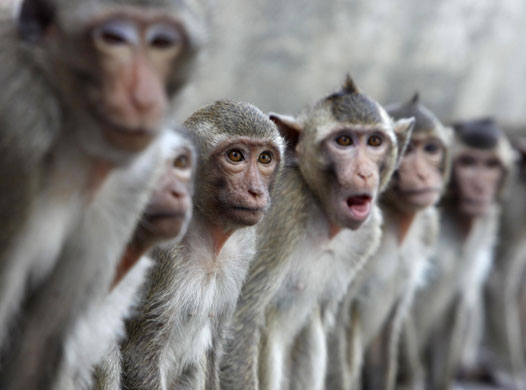 20 August 2009: Lopburi, Thailand: Macaque monkeys sit in a row
