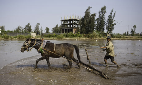 A farmer ploughs his rice paddy in the Delta