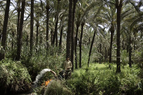 Nile Delta: A farmer pumps water from the canal onto his fields