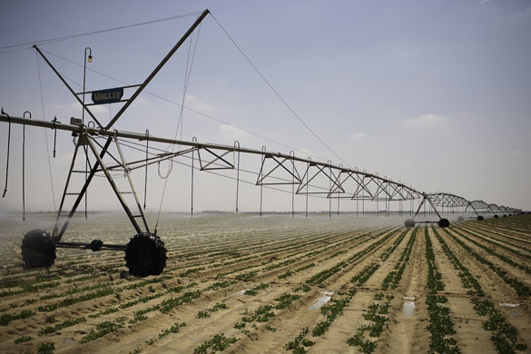 Nile Delta: An irrigation machine on a potato plantation outside Alexandria
