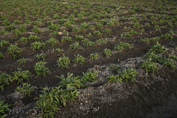 Nile Delta: Salt encrusted soil on a potato plantation near to el-haddadi village.