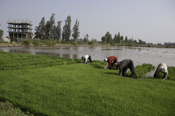 Nile Delta: Labourers harvest rice from a paddy filed in Kafr El Sheikh