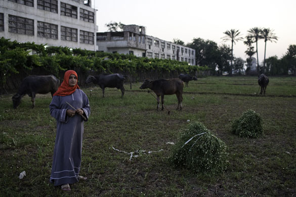 Nile Delta: A girl watches over water buffalo grazing in a field worked by her family