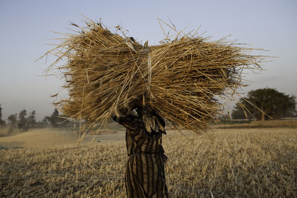 Nile Delta: A woman carries wheat to be threshed during an intensive harvest