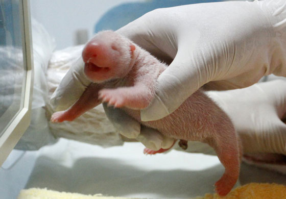 week in wildlife: One of a pair of newborn twin panda cubs in Louguantai