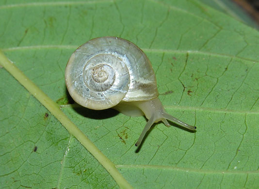 week in wildlife: Earthwatch scientists discover 18 new species snail
