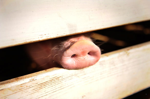 24 hours in pictures: A pig pokes his snout through the rails of it's holding pen