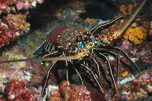 Galapagos coral reef: Wolfspinylobster, spiny lobster on Wolf Island Galapagos coral reef Ecuador