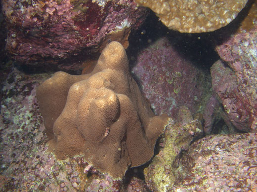 Galapagos coral reef: Gardineroseris planulata Coral, Galapagos coral reef Ecuador