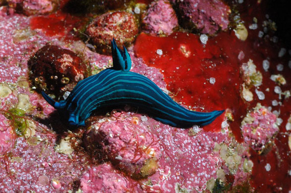 Galapagos coral reef: Nudibranch, Galapagos coral reefs in Ecuador