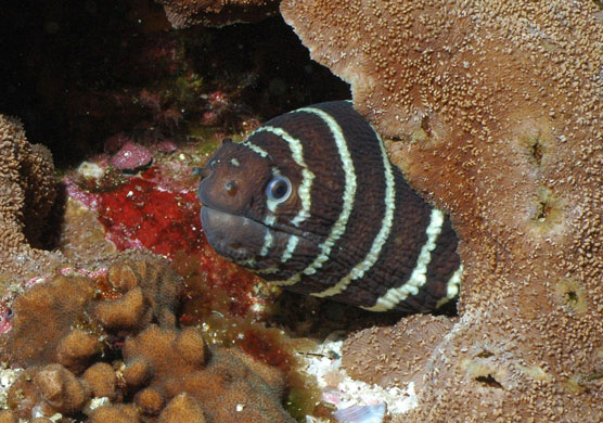 Galapagos coral reef: Zebramoray, Zebra Moray eel on Galapagos coral reefs in Ecuador